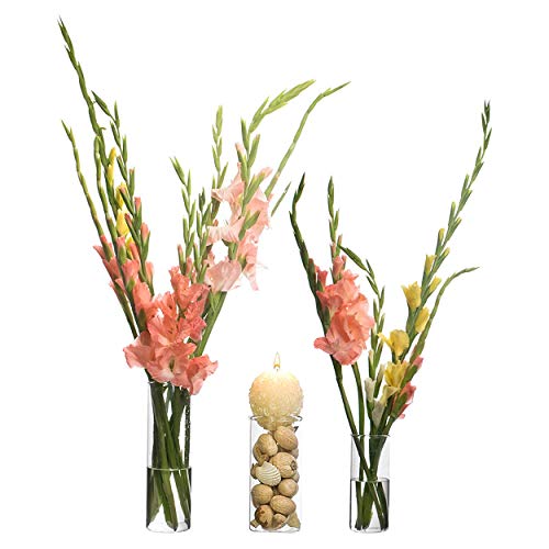 LABZIO Glass Flower Vase (6 inch , 7.5 inch , 10.5 inch, Transparent) - Image 2
